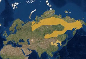 Sibirya dağ bülbülünün yaşadığı alanlar (kışı Güneydoğu Asya'da geçiriyor) 